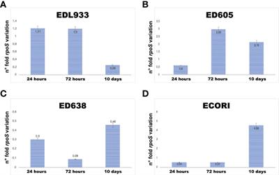 Exploring the nature of interaction between shiga toxin producing Escherichia coli (STEC) and free-living amoeba - Acanthamoeba sp